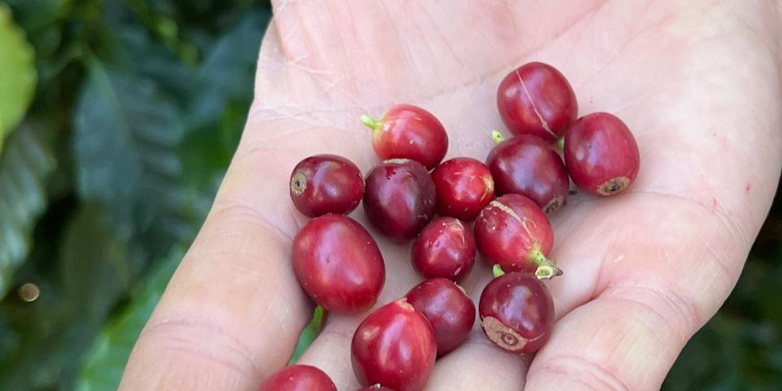 China habilita 183 empresas brasileiras a exportar café para o país