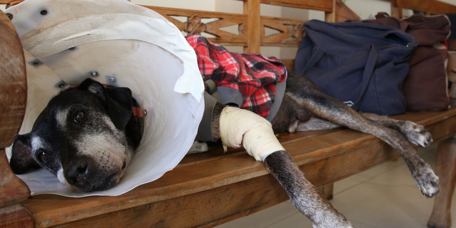 Câmara aprova projeto que tipifica exercício ilegal da veterinária