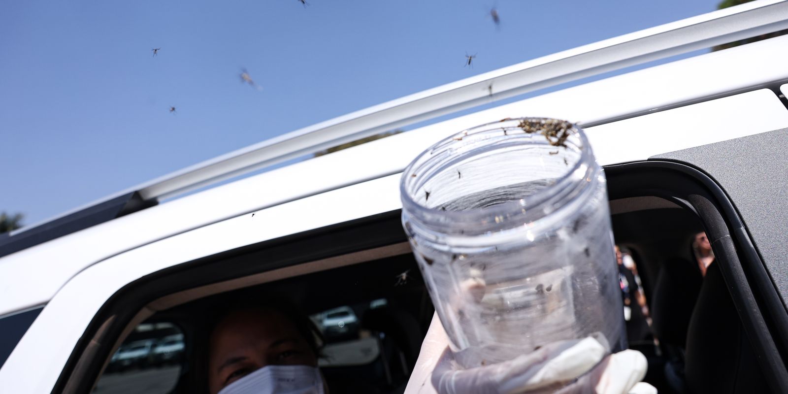 Saúde libera mosquitos estéreis para frear reprodução do Aedes