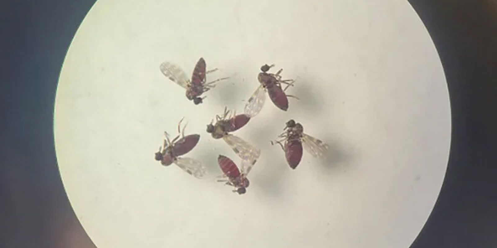 Subnotificados, casos de oropouche atingem 2% da população brasileira